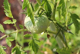 番茄,水果