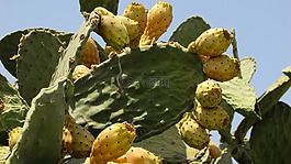 花椒梨,仙人掌,自然
