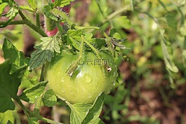 番茄,水果