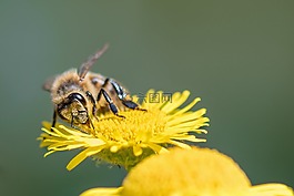 蜜蜂,昆蟲,牧草