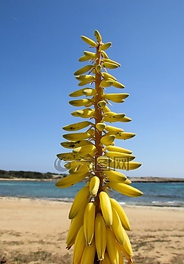 蘆薈,植物,鮮花