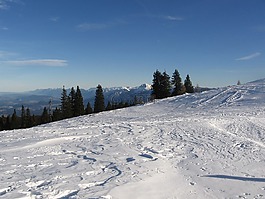 寒冬,冬季森林,雪