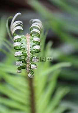 蕨類,綠色,葉子