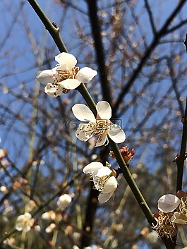 春,梅花,藍(lán)天