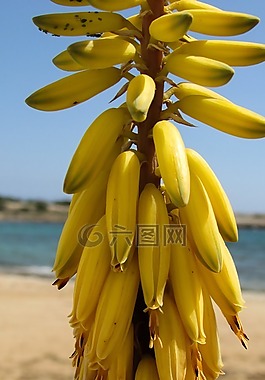 蘆薈,植物,鮮花