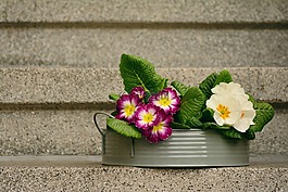 報(bào)春花,春天的花朵,裝飾