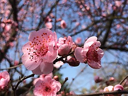 春,梅花,藍(lán)天