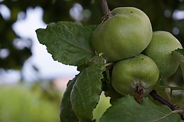 蘋果,性質(zhì),蘋果樹(shù)
