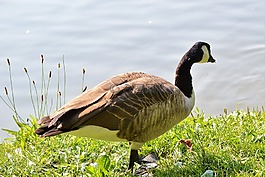 野鵝,鵝,水禽