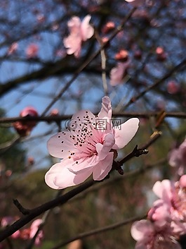 春,梅花,藍(lán)天