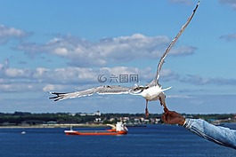 海鷗,鳥,關(guān)閉