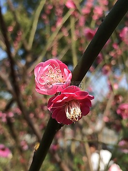 春,梅花,藍(lán)天