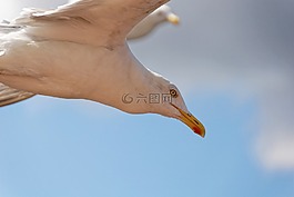 鷗,鳥,關(guān)閉