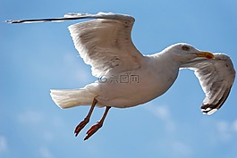 鷗,鳥,關(guān)閉