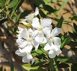 花,白,鮮花