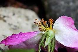 布萊恩 ·,花卉,生產(chǎn) pollinia 的蘭花