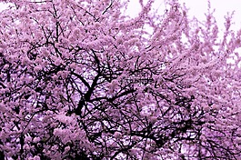 花,粉紅色,花瓣