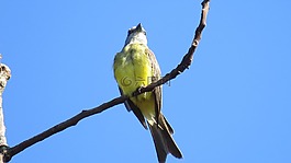 鳥,小鳥