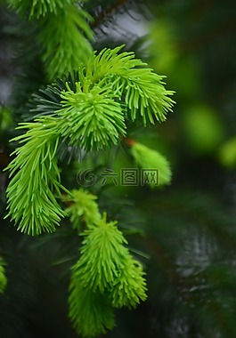 松,芽,森林