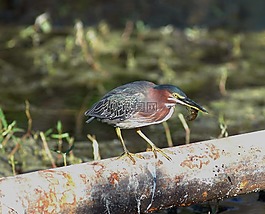 鷺,綠色,鳥