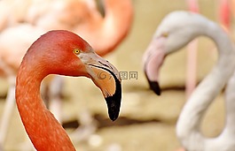 火烈鳥,鳥類,水禽