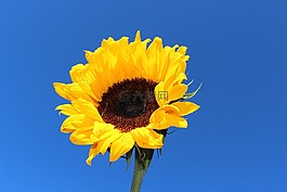 向日葵,黃色,花