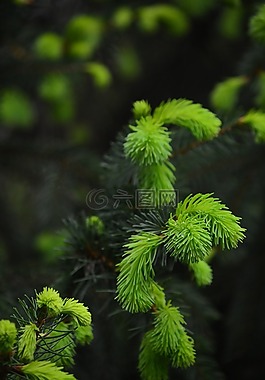 松,芽,森林