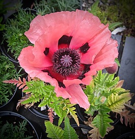 罌粟,紅色,花