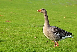 鵝,野鵝,動物