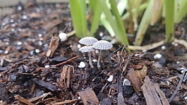 自然,蘑菇,關(guān)閉了