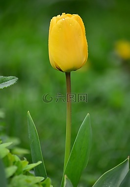 郁金香,小動(dòng)物,雨滴