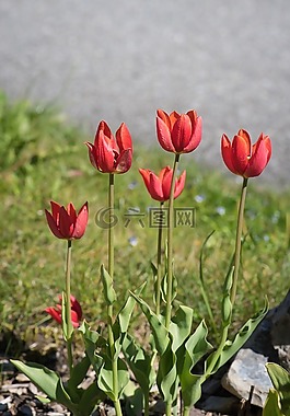 郁金香,红色,红色郁金香