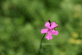 花,開花,宏