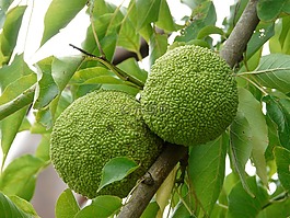 橘子,樹(shù),水果