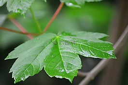 雨滴,葉子,森林