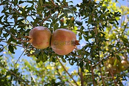 石榴,水果,植物學(xué)