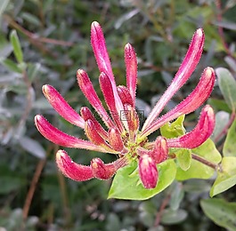 性質(zhì),花卉,金銀花