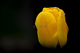 郁金香,花卉,雨滴