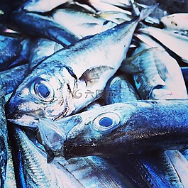 魚,水,海洋