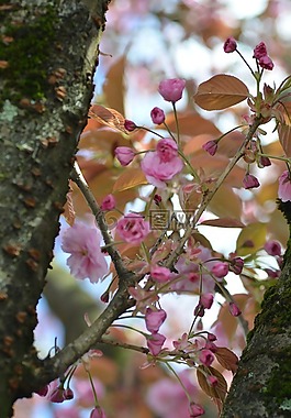 樱桃,花,春