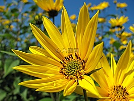 向日葵,花,黃色