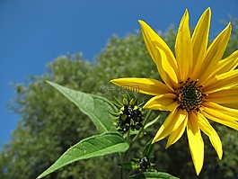 向日葵,花,黃色