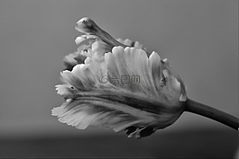 鹦鹉郁金香,郁金香,花