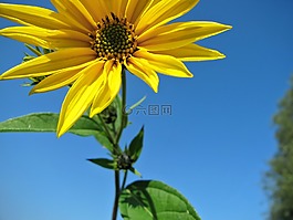 向日葵,花,黃色