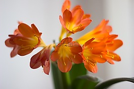 百合,花,開花
