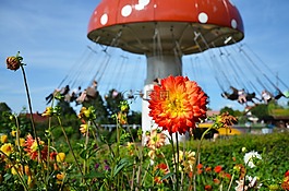 花,嬌琴紗,開花