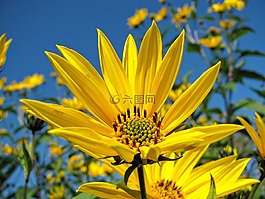 向日葵,花,黃色