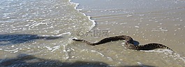 蛇,海,自然