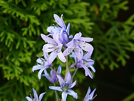 风信子,紫色,夏天