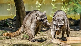 浣熊,播放,動物